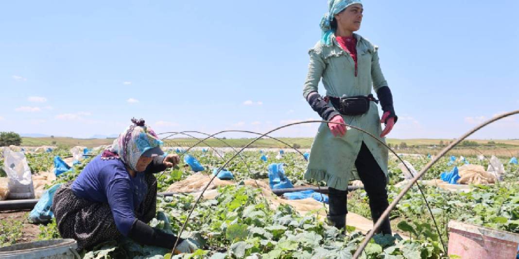 200 dönümde ata tohumdan üretiliyor! Kilosu tarlada 10, pazarda 40 TL 3